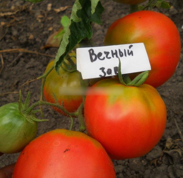 Томат Вечный зов 2