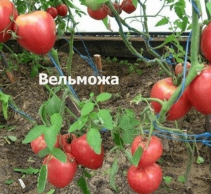 Томат Вельможа