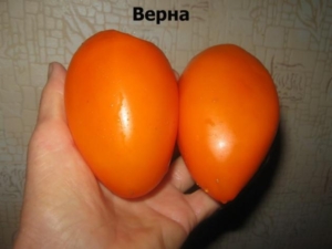 Томат Верна