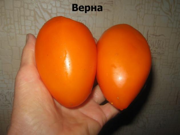 Томат Верна