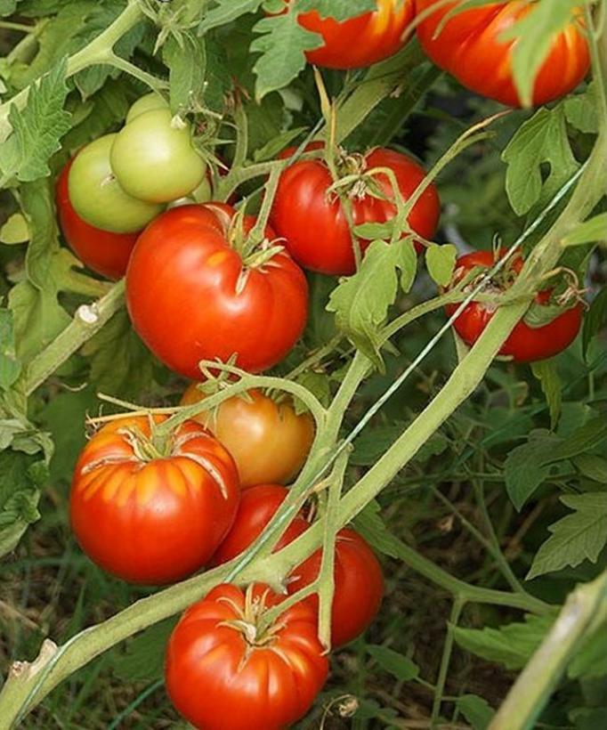 Томат Верное сердце