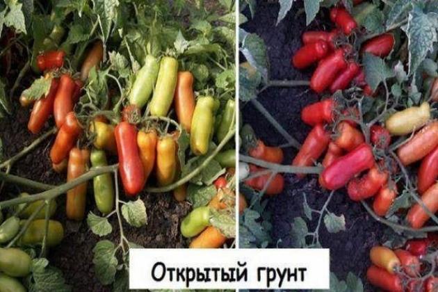 Томат Веселый гном 2