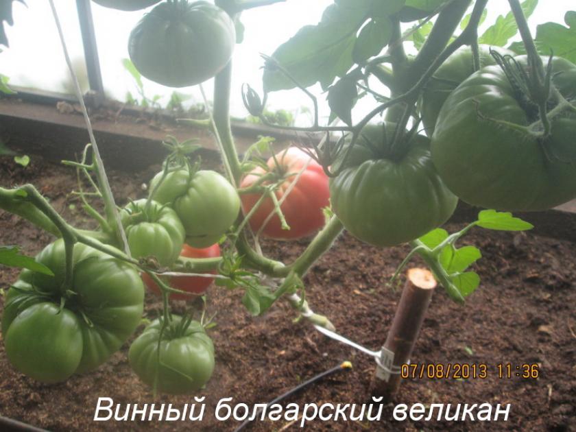 Томат Винный Болгарский Великан 3