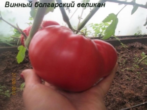 Томат Винный Болгарский Великан