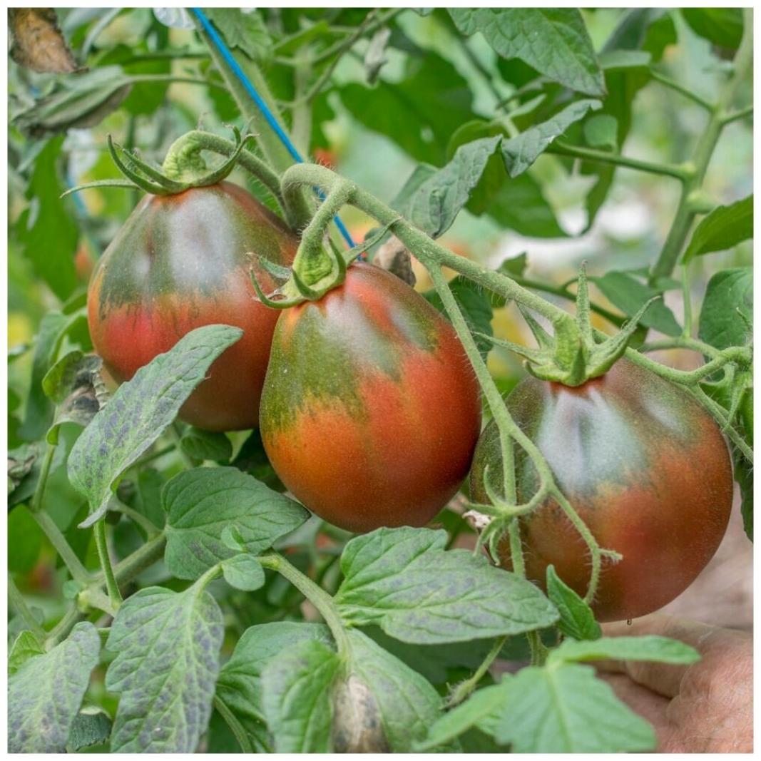 Томат Винный кувшин 3