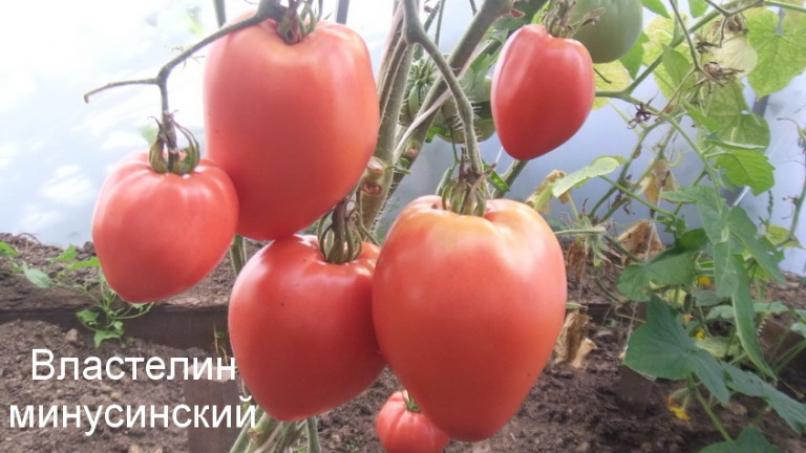 Томат Властелин Минусинский 2