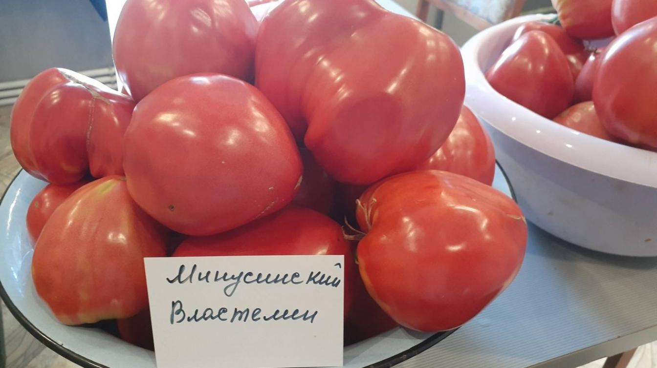 Томат Властелин Минусинский 3