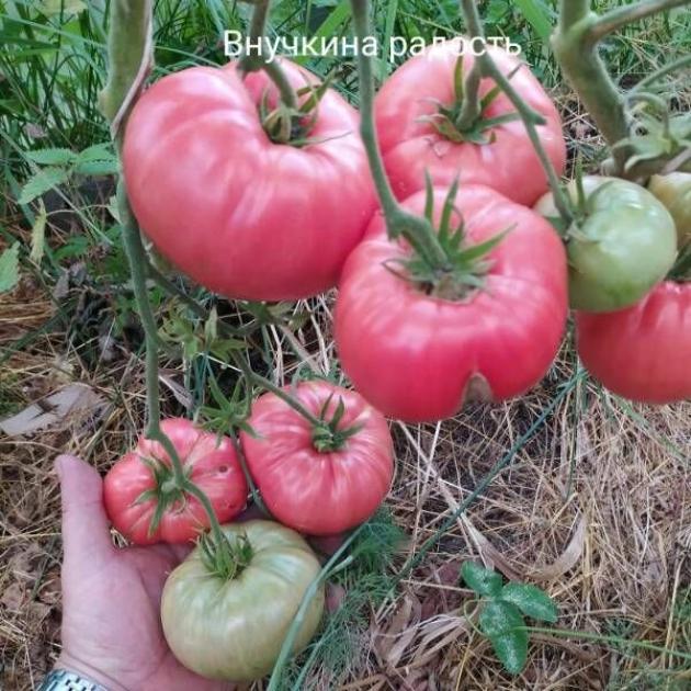 Томат Внучкина радость