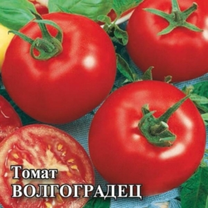 Томат Волгоградец