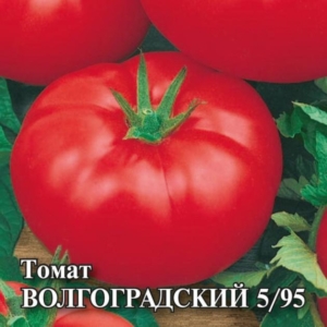 Томат Волгоградский 5/95