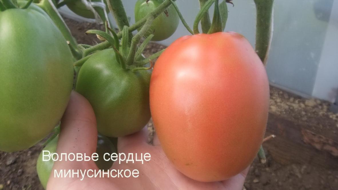 Томат Воловье сердце минусинское 4