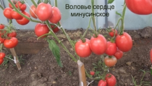 Томат Воловье сердце минусинское