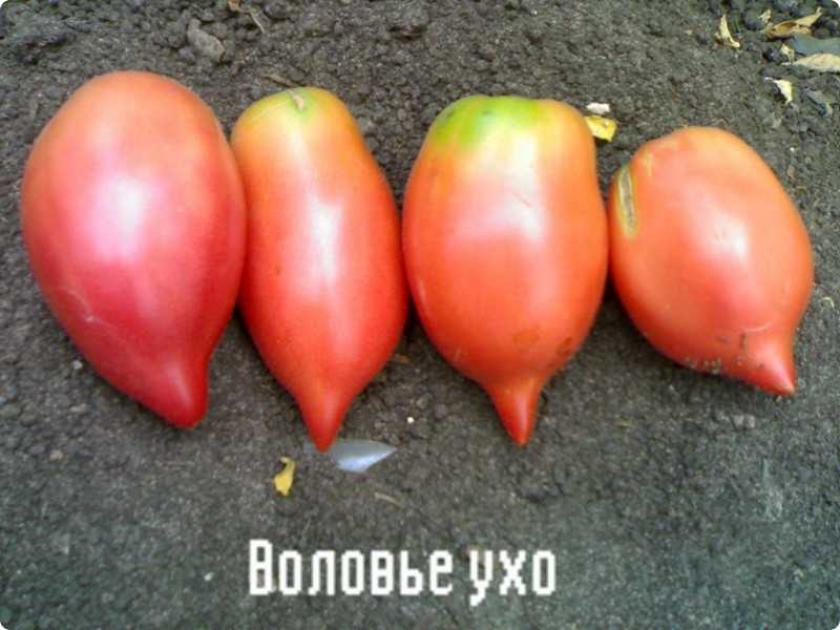 Томат Воловьи уши 4