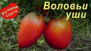 Томат Воловьи уши