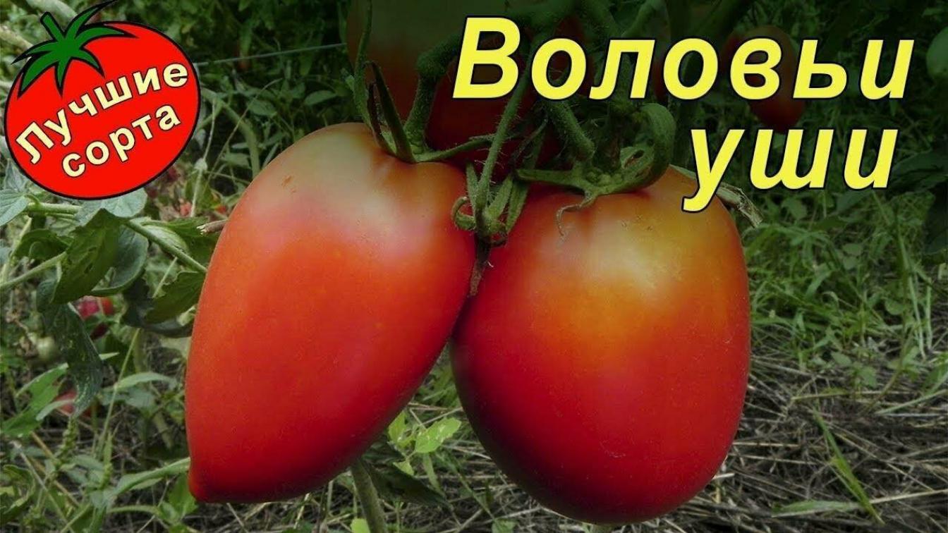Томат Воловьи уши