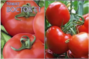 Томат Восток