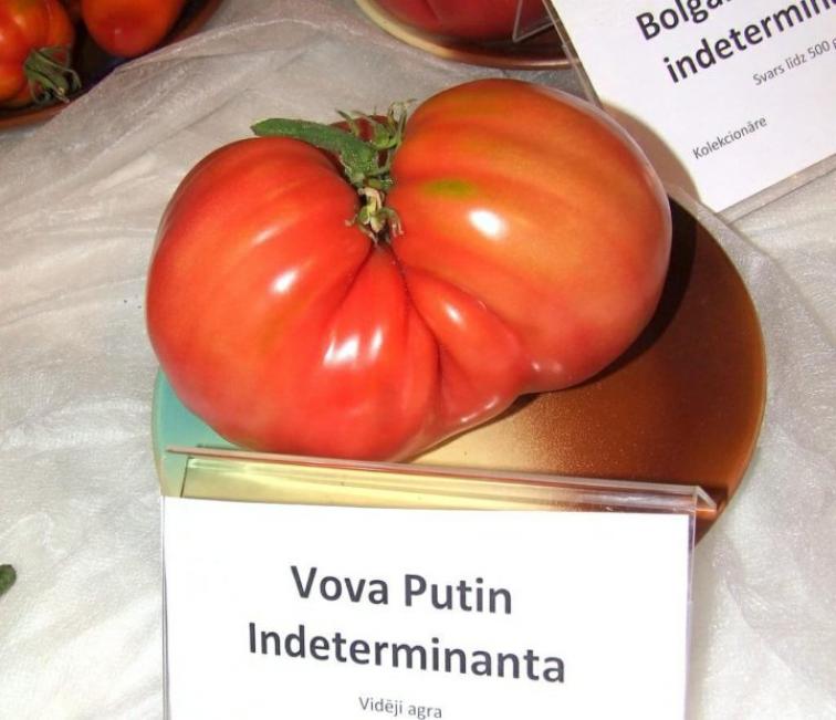 Томат Вова Путин 3