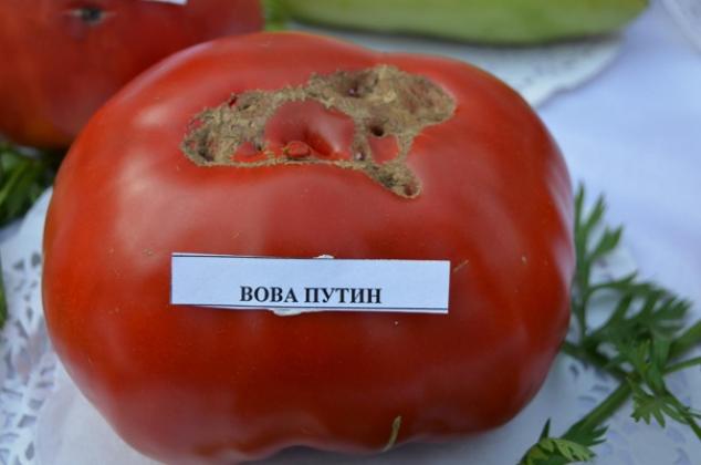 Томат Вова Путин 4