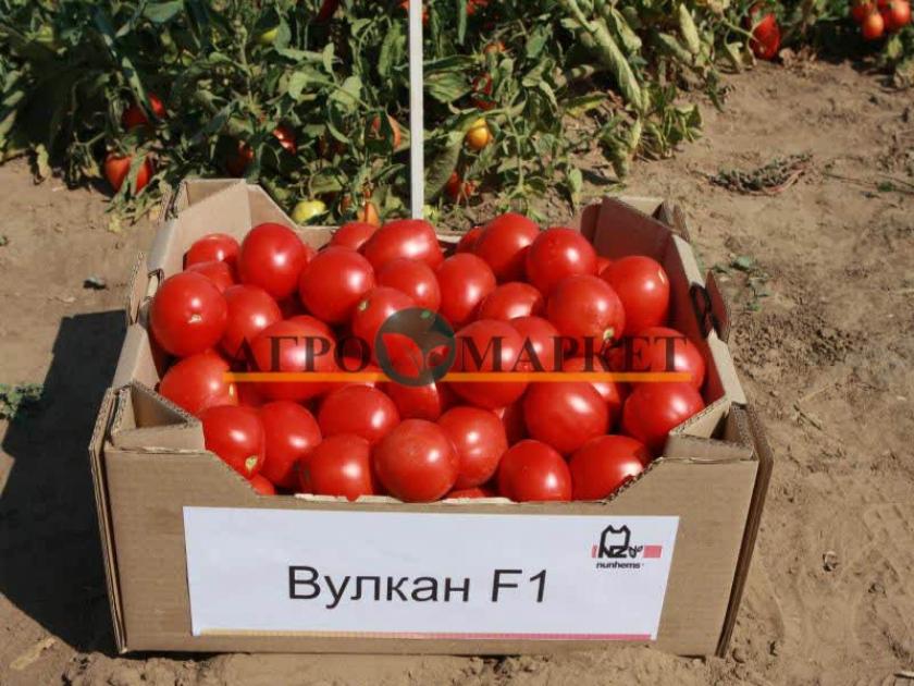 Томат Вулкан 2