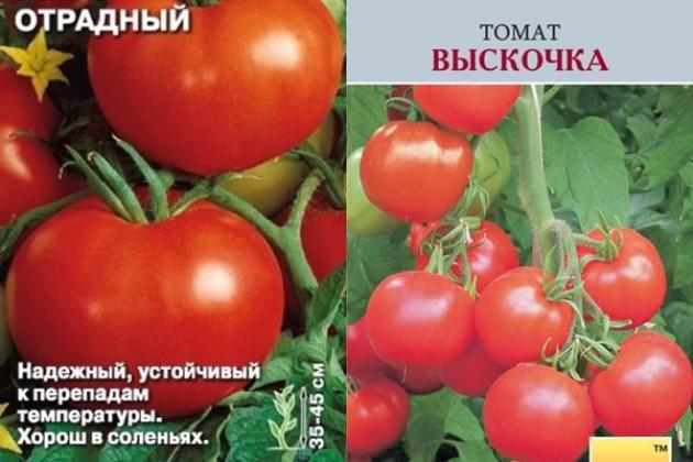 Томат Выскочка 2