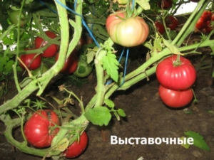 Томат Выставочный