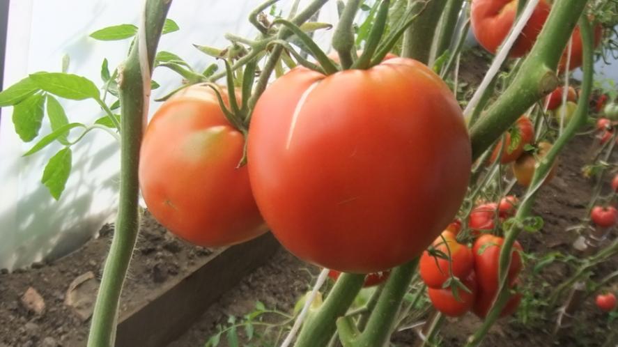 Томат Яблочный липецкий 2