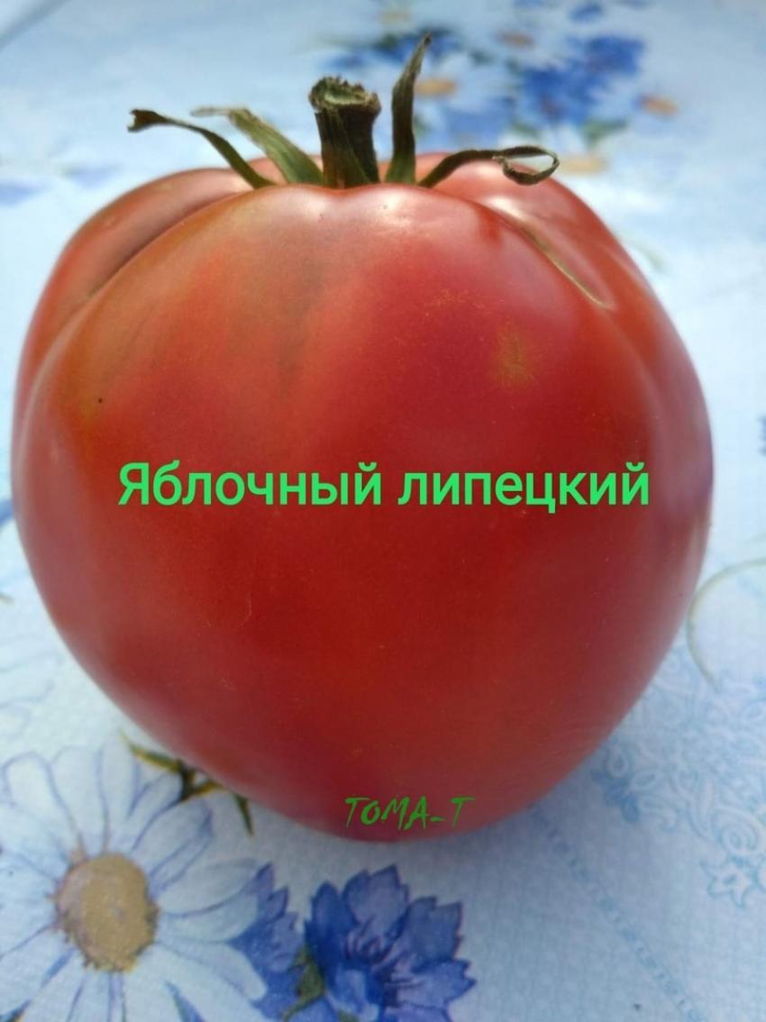 Томат Яблочный липецкий 5