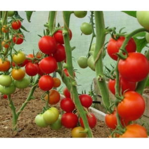 Томат Яблочный спас