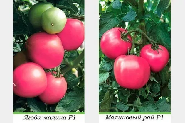 Томат Ягода-малина 5