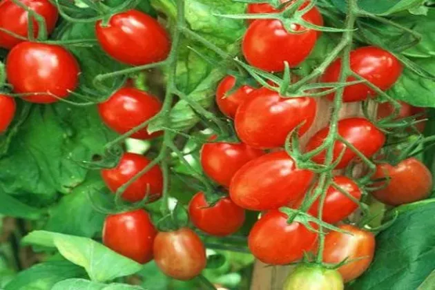 Томат Яки 5