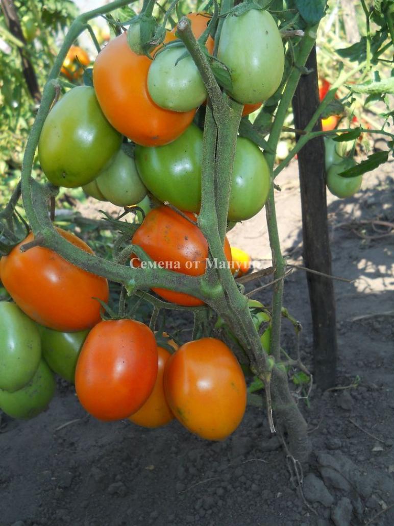 Томат Янтарный кубок 4