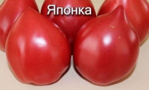 Томат Японка
