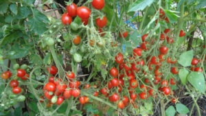 Томат Японская кисть