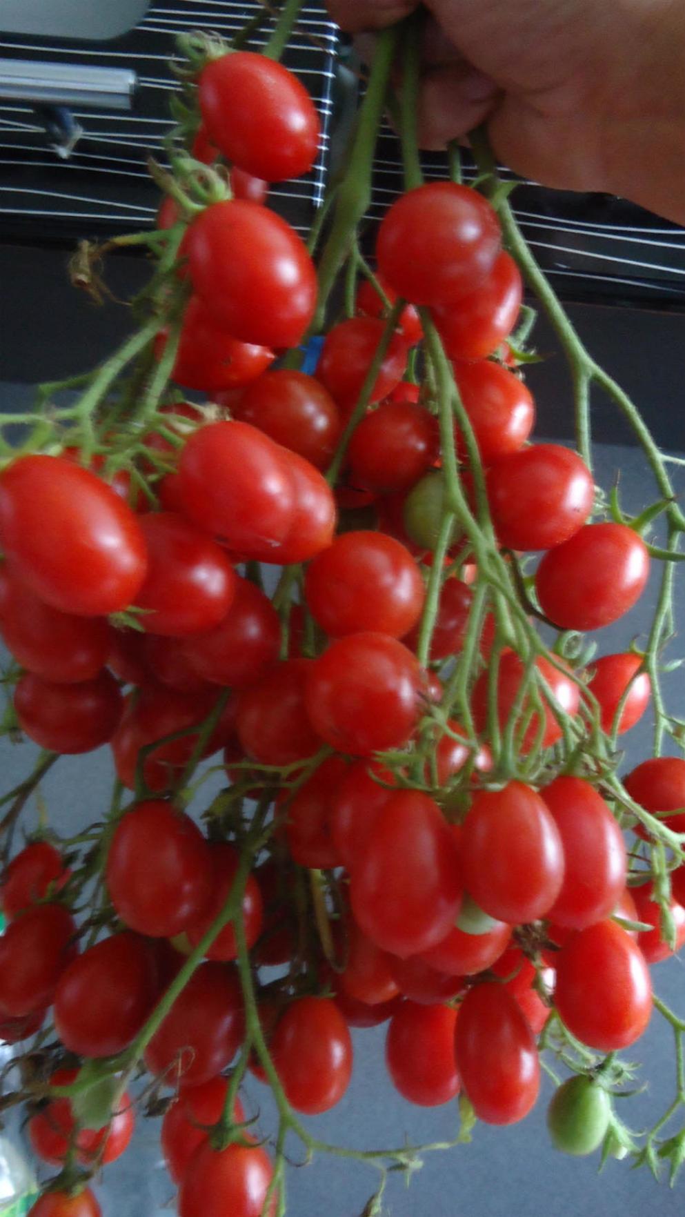 Томат Японская кисть 5