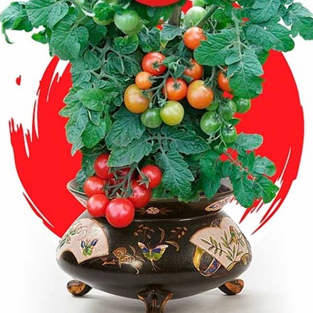 Томат Японский комнатный 2