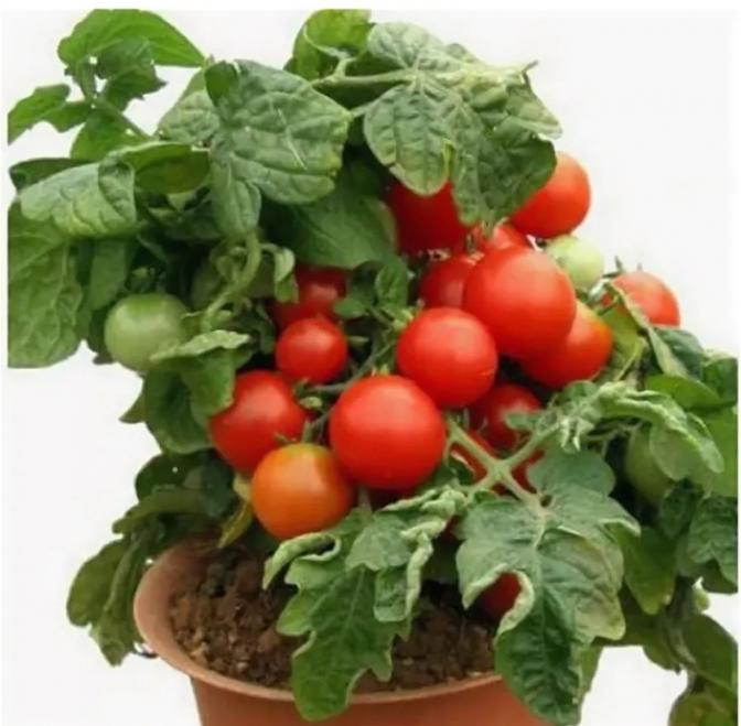 Томат Японский комнатный 3