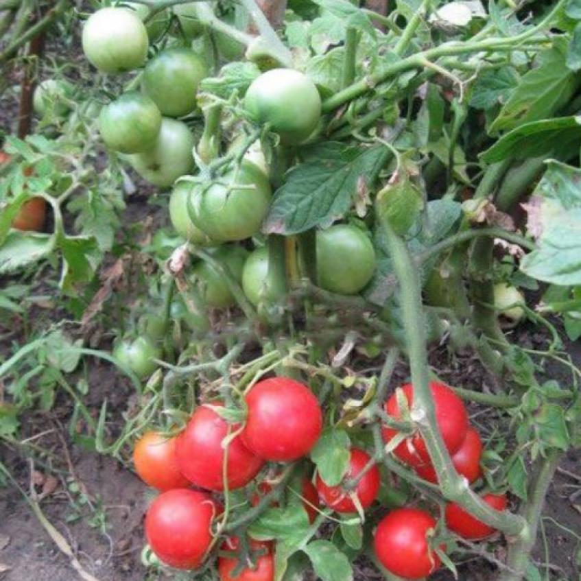 Томат Японский комнатный 4