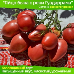 Томат Яйцо быка с реки Гуадарpама