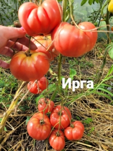 Томат Ырга