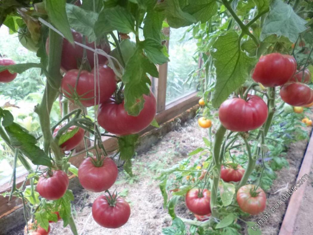 Томат Ювель 3