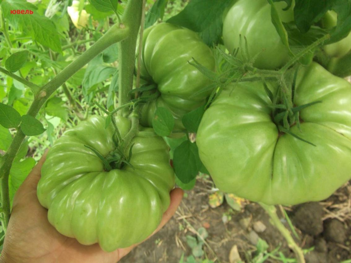 Томат Ювель 5