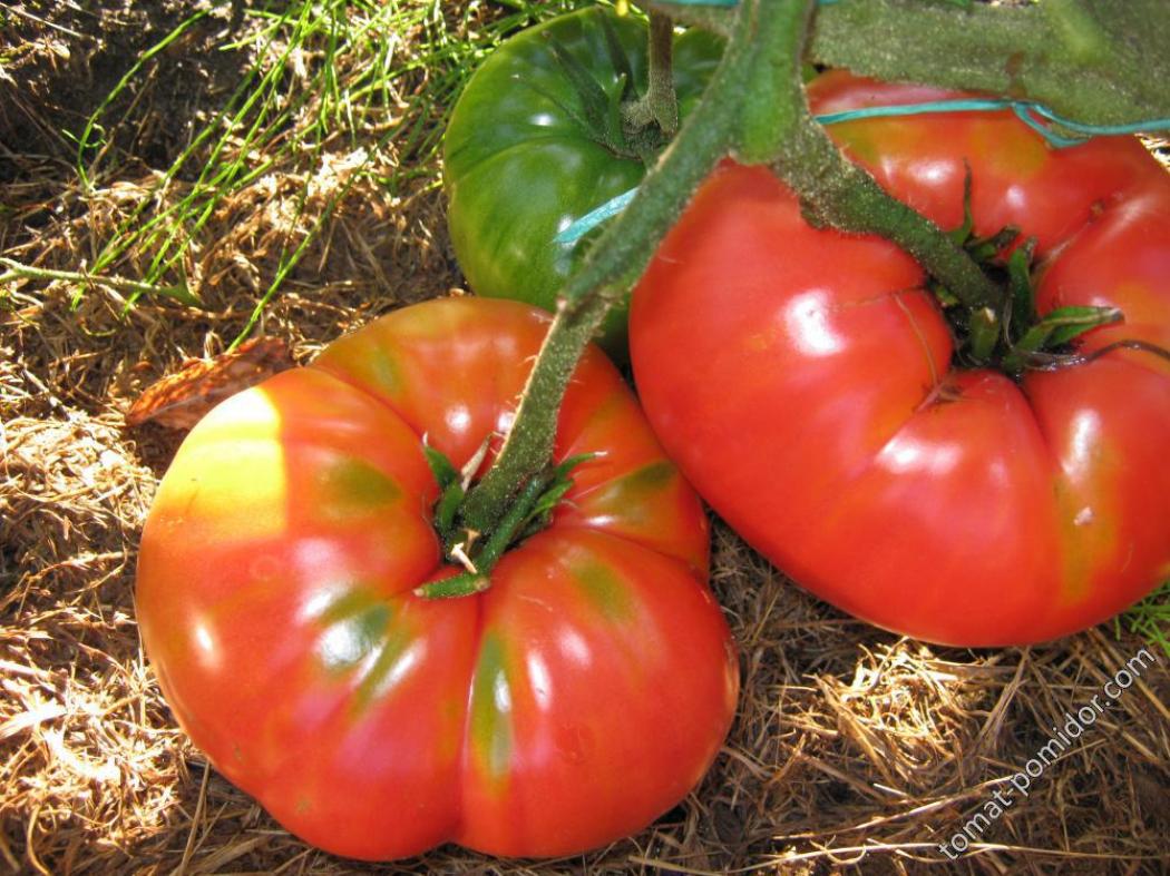 Томат Ювель 6