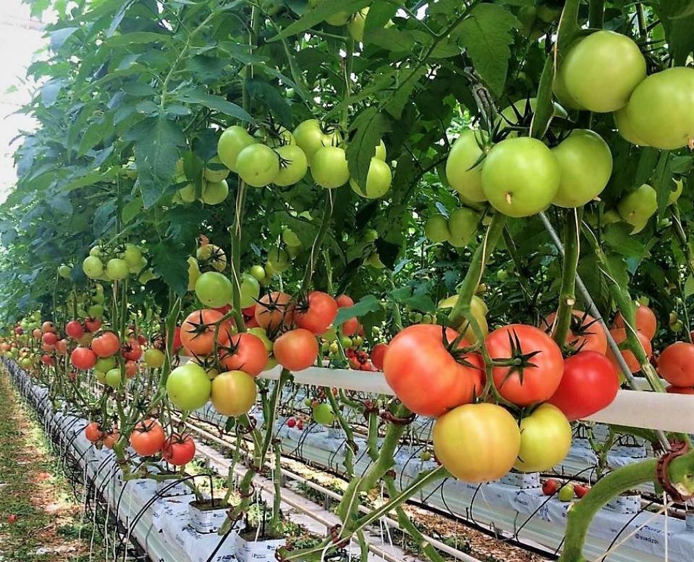 Томат Задавака