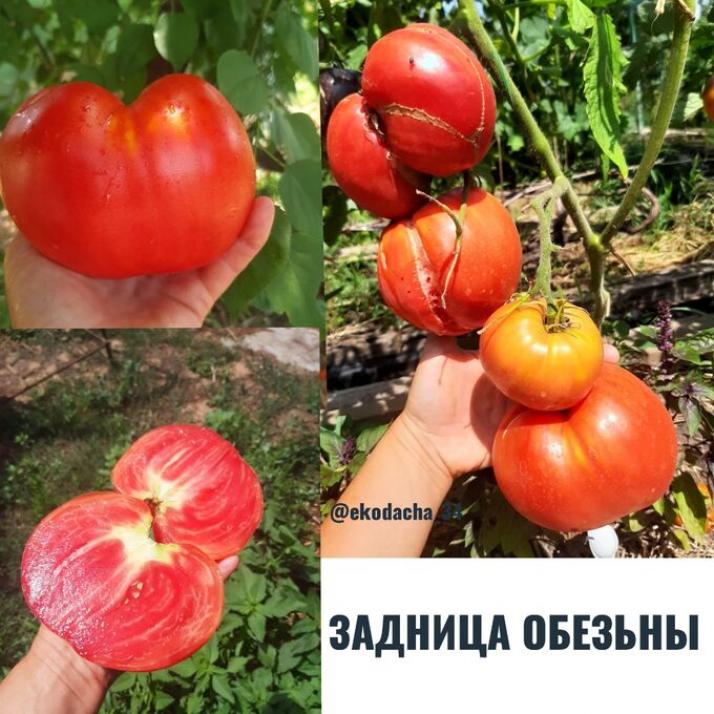 Томат Задница обезьяны 3