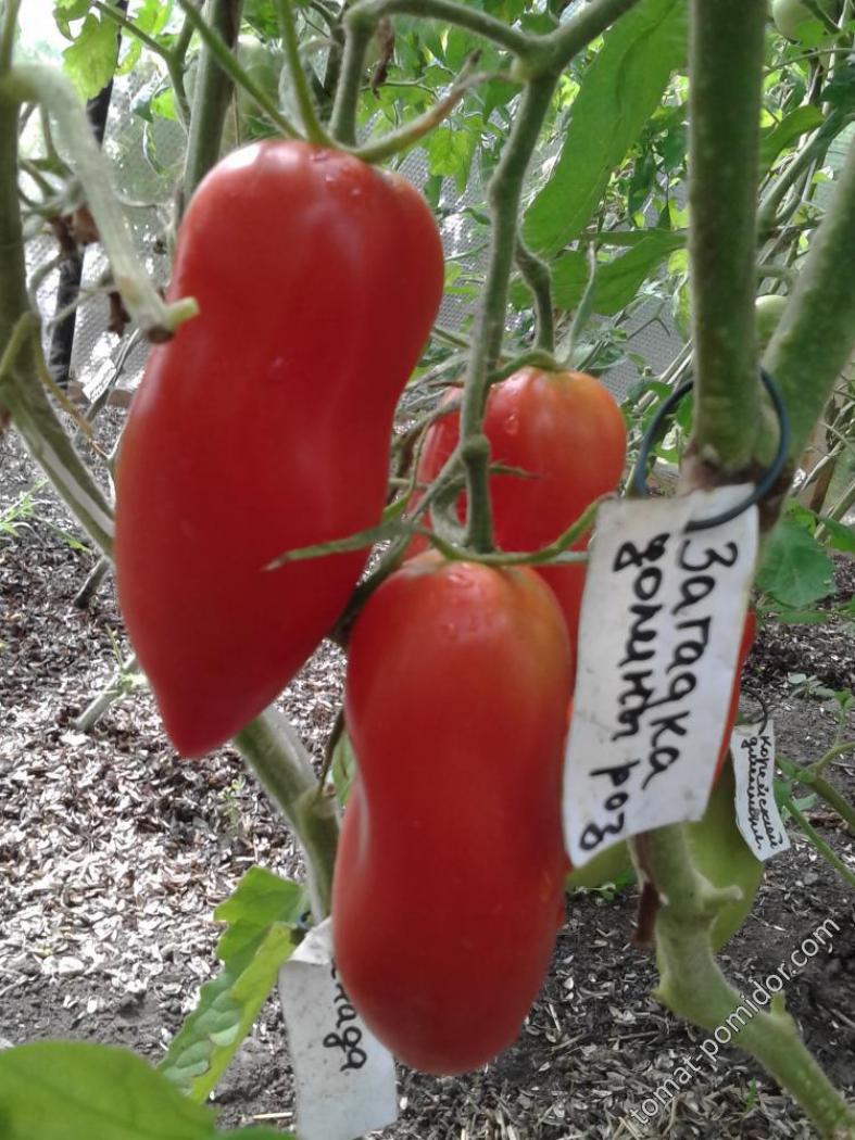Томат Загадка долины роз