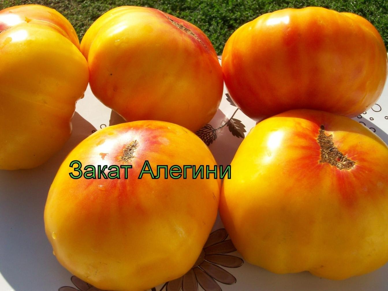 Томат Закат Аллегени