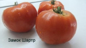 Томат Замок Шартр