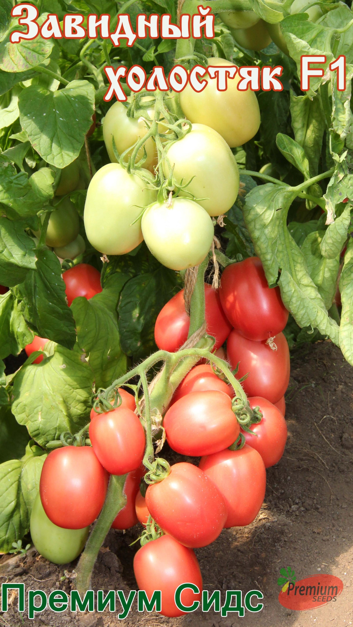 Томат Завидный холостяк 3