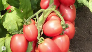 Томат Завидный холостяк