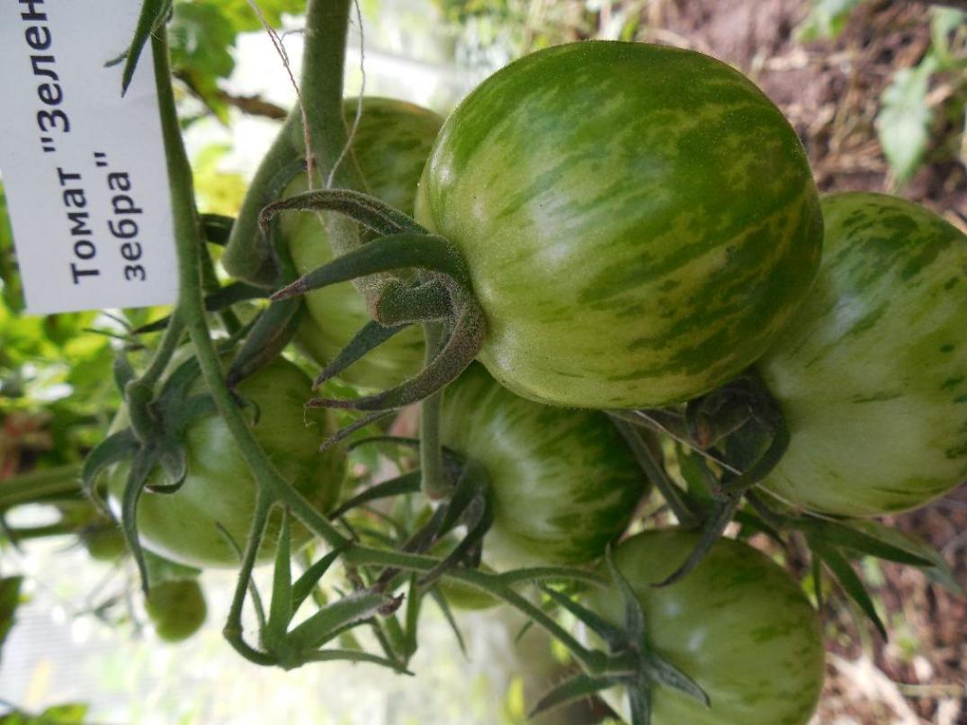 Томат Зеленая зебра 5